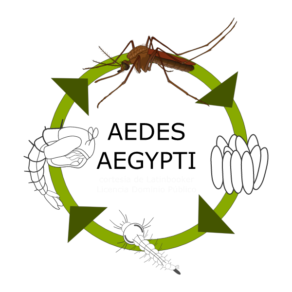 Ciclo de vida del mosquito Aedes Aegypti